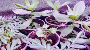 🌱🌺🌱Обзор Рассады овощей и цветов ! Екатеринбург!Ап?