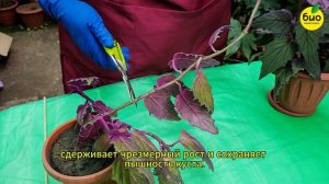 Секреты ухода за гинурой