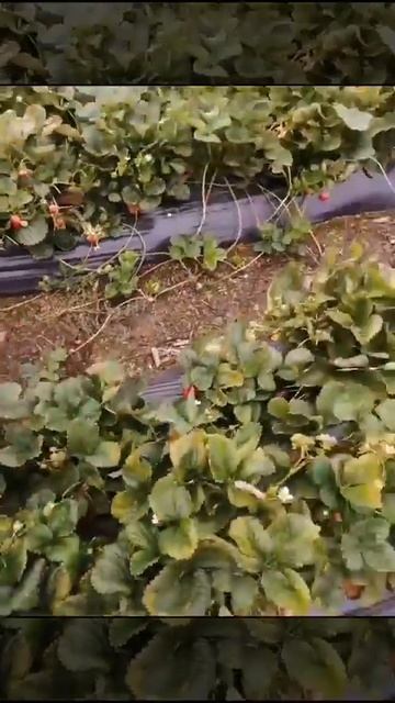 Клубника в подмосковье завершение ягодного сезона. смотреть онлайн