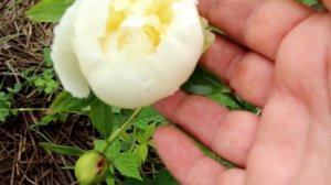 Самые красивые Пионы  - мои лучшие сорта. Цветение пион