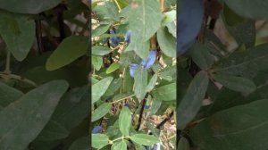 Сорт жимолости Бореал Близзард