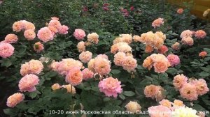 Обзор розы  Августа  Луиза (Чайно гибридная) - Augusta   Luise