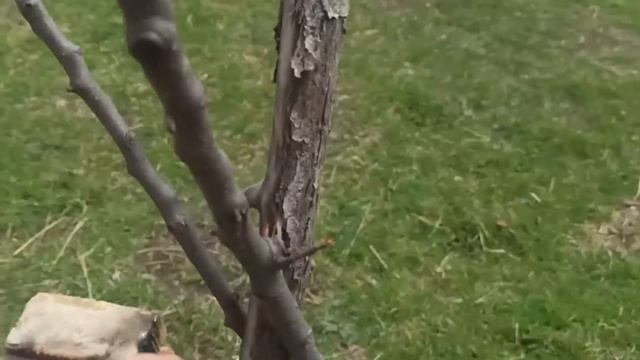 НАШ САД!РЕАНИМИРУЕМ ЯБЛОНЮ!ОГОРОД!Жизнь в деревне!Бел? смотреть онлайн