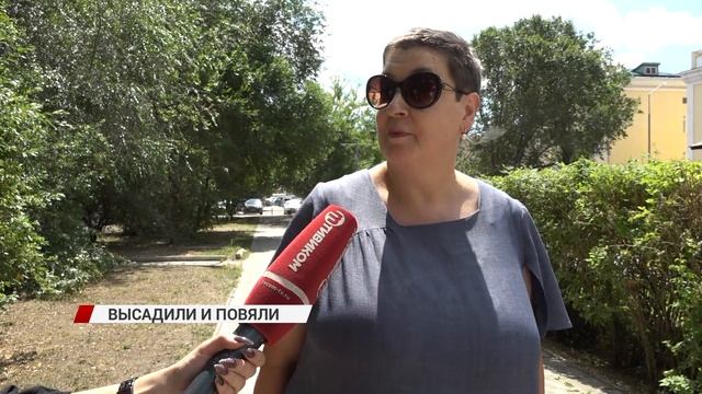 Высаженные недавно кустарники и деревья на горе Батар смотреть онлайн