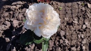 🌹Роза Шифон. (Chiffon) Ч/Г Нидерланды 2019.