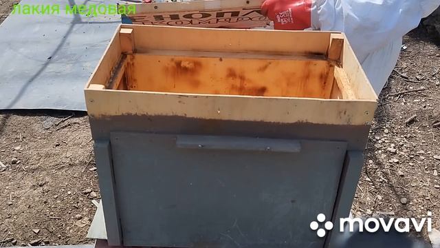 Бакфаст и Кавказянка,из одного улья!..29.03.24г.