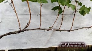 🍇 Обрезка винограда! Эти ПОБЕГИ ДАЖЕ НЕ ДУМАЙТЕ ОСТАВ