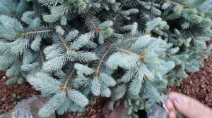 Как формировать ХВОЙНЫЕ, формировка ЕЛИ, советы и опыт