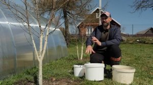 САМАЯ ВАЖНАЯ ПОДКОРМКА ДЛЯ КОСТОЧКОВЫХ ВЕСНОЙ. Весенн