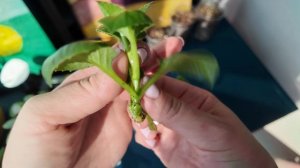 Как черенковать георгины и для чего это нужно