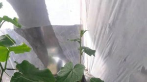 5 сортов огурцов...+хвалёный Зятек.