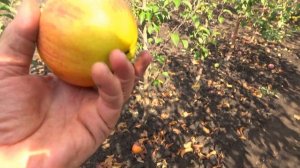 Яблоня СЕКАИ ШИ (Sekai Ichi, Секаичи)