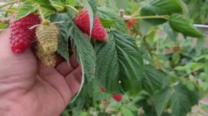 МАПЕМА! Супер сорт ремонтантной малины!