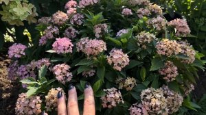 НОВИНКА 2023г!!! Гортензия крупнолистная  Forever & Ever HORTBUX!