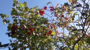 Как Обрезать Калину после сбора плодов.