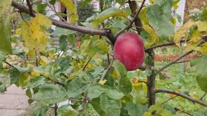 Яблоня Алеся в Ленинградской области. 21.10.2024