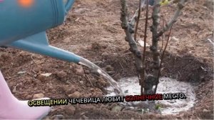 Чечевица. Как садить. Методы. Условия. Правила.