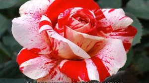 Роза Абракадабра