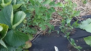 Клубника Джуси обзор и дегустация