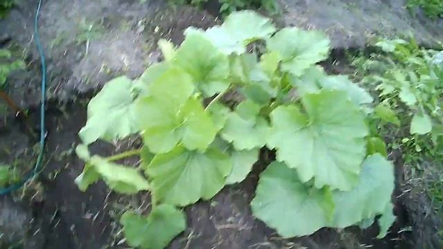 ПРОПОЛКА И РАССАДА ТЫКВЫ смотреть онлайн