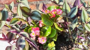 Композиции в кашпо на улице.Уход. Традесканции,бегони?