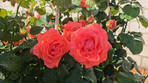 30 июня 2025 г. Сорт розы Ди Ди Бриджуотер (Dee Dee Bridgewater)