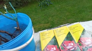 Как посадить розы: почва, удобрение, глубина посадки.