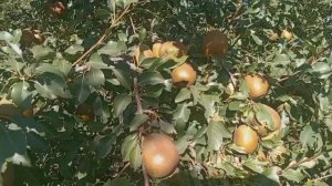 Обзор сорта груши "Белорусская поздняя" #питомник #сад