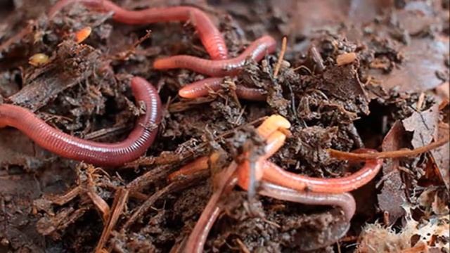 Разведение червя старателя как бизнес идея смотреть онлайн