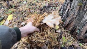 Все про Торф Верховой. Сажаем, мульчируем, вносим в поч