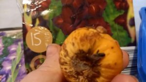 Гладиолусы - подготовка луковиц гладиолусов к посадке