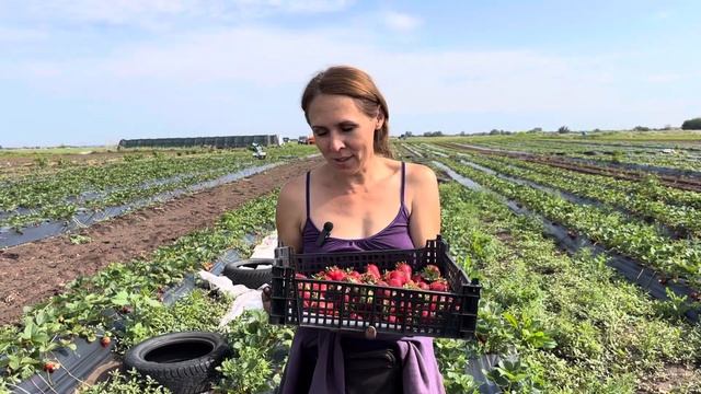 Рассада клубники оптом. Сорт Мальга. смотреть онлайн