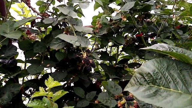 Ежевика сорт блек джем, неотапливаемая теплица.