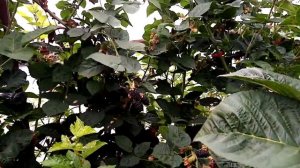 Ежевика сорт блек джем, неотапливаемая теплица.