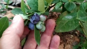 Голубика НОРД КАНТРИ ( Nord Country, North Country ).