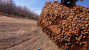 Бакфаст А порода ли? Недостатки и достоинства пчелы