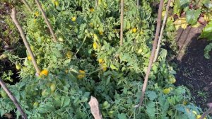 Огурец ГЕНРИХ F1, томат Ампельмон и Крем-Брюле.