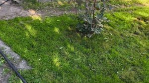 Пескование газона своими руками — Секрет идеального ?