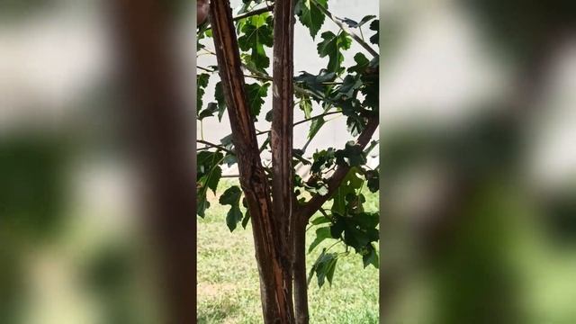 Дерево тріскається – причини, лікування та профілакт смотреть онлайн