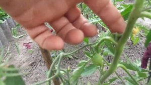 КАК В ОТКРЫТОМ ГРУНТЕ ФОРМИРОВАТЬ ТОМАТЫ В 2 СТВОЛА? Ол