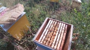 100% зимовка пчел. Три основных правила!