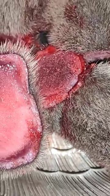 Панты Алтайского марала—как выглядят и зачем их используют. #ПантыАлтайскогоМарала