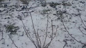 Как обрезать смородину в первый год вегетации?