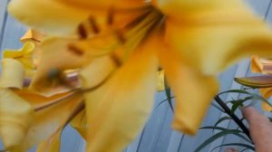 Лилия трубчатая Африкан Квин (лат. lilium African Queen)- Африка?