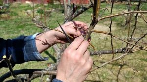 Прививка яблони простой метод