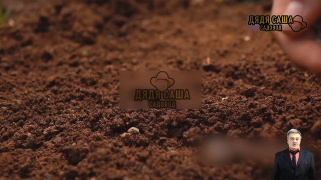 Маргаритки: секреты выращивания и ухода смотреть онлайн