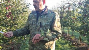 Сорт яблони Ред Айдаред, в 2024г.