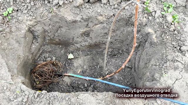 🍇 Необычная и обычная посадки воздушного саженца вин смотреть онлайн