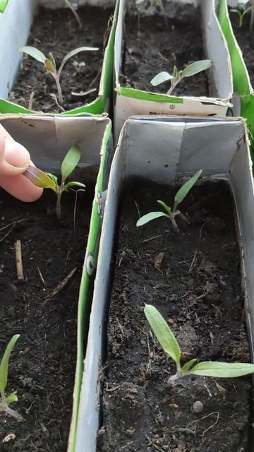 Рассада🌱 томатов после пикировки с ржаной мукой // Tomat смотреть онлайн