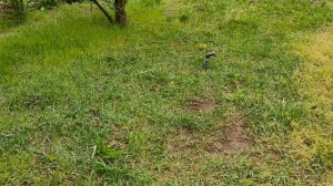 Как избавиться от сорняков | Уничтожаю осот на даче.